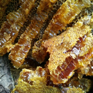 土蜂蜜瑶山里的深山密
