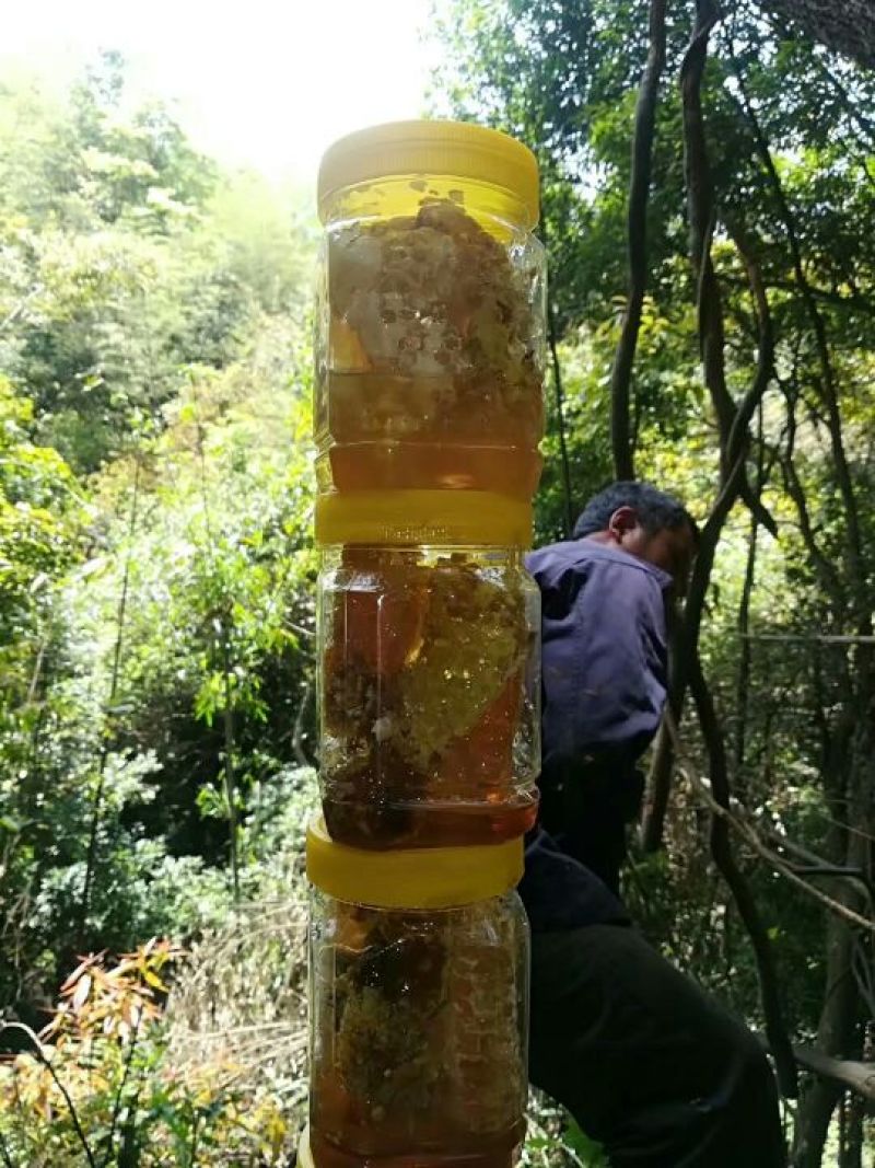 土蜂蜜瑶山里的深山密