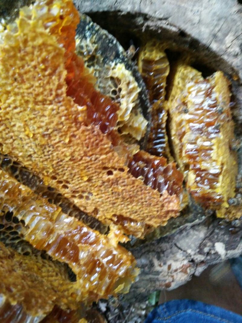 土蜂蜜瑶山里的深山密