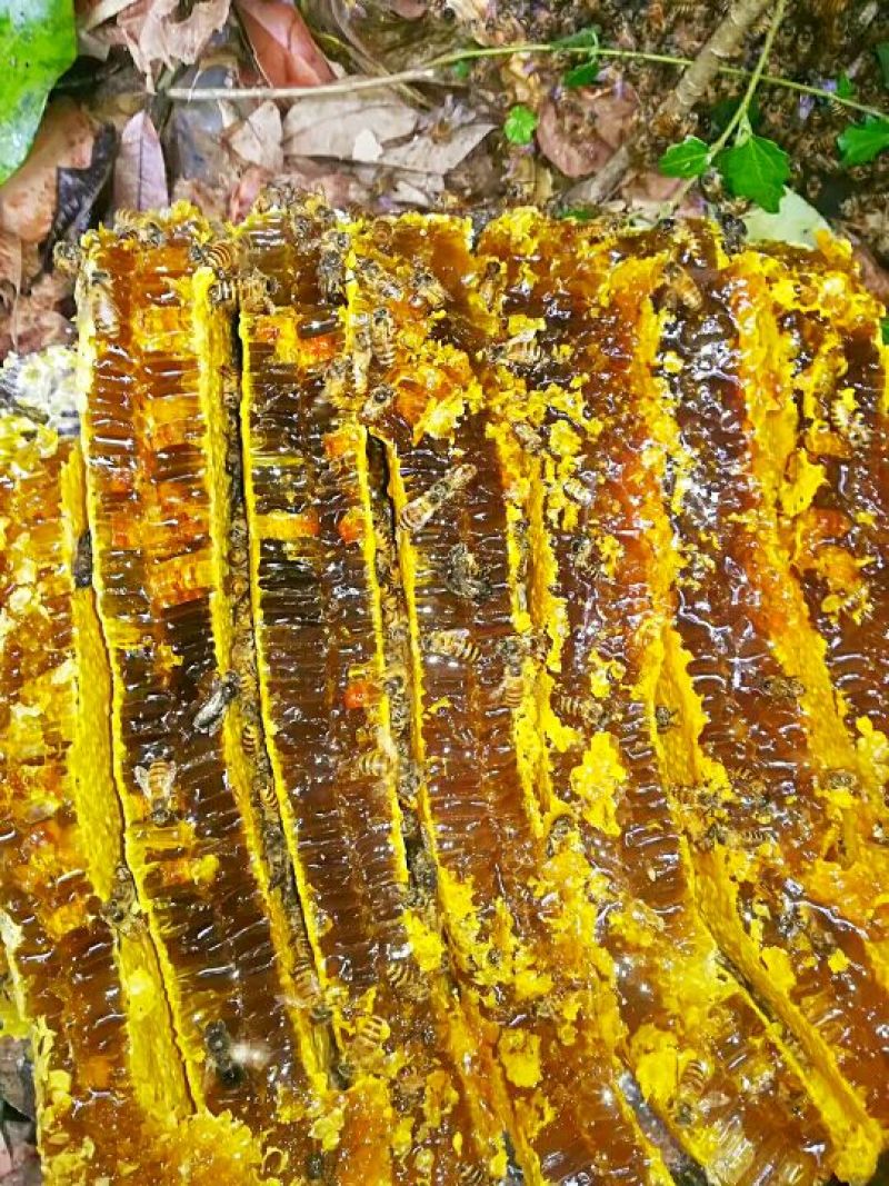 土蜂蜜瑶山里的深山密