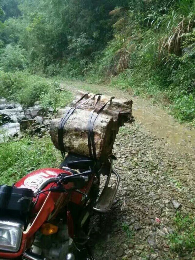 土蜂蜜瑶山里的深山密