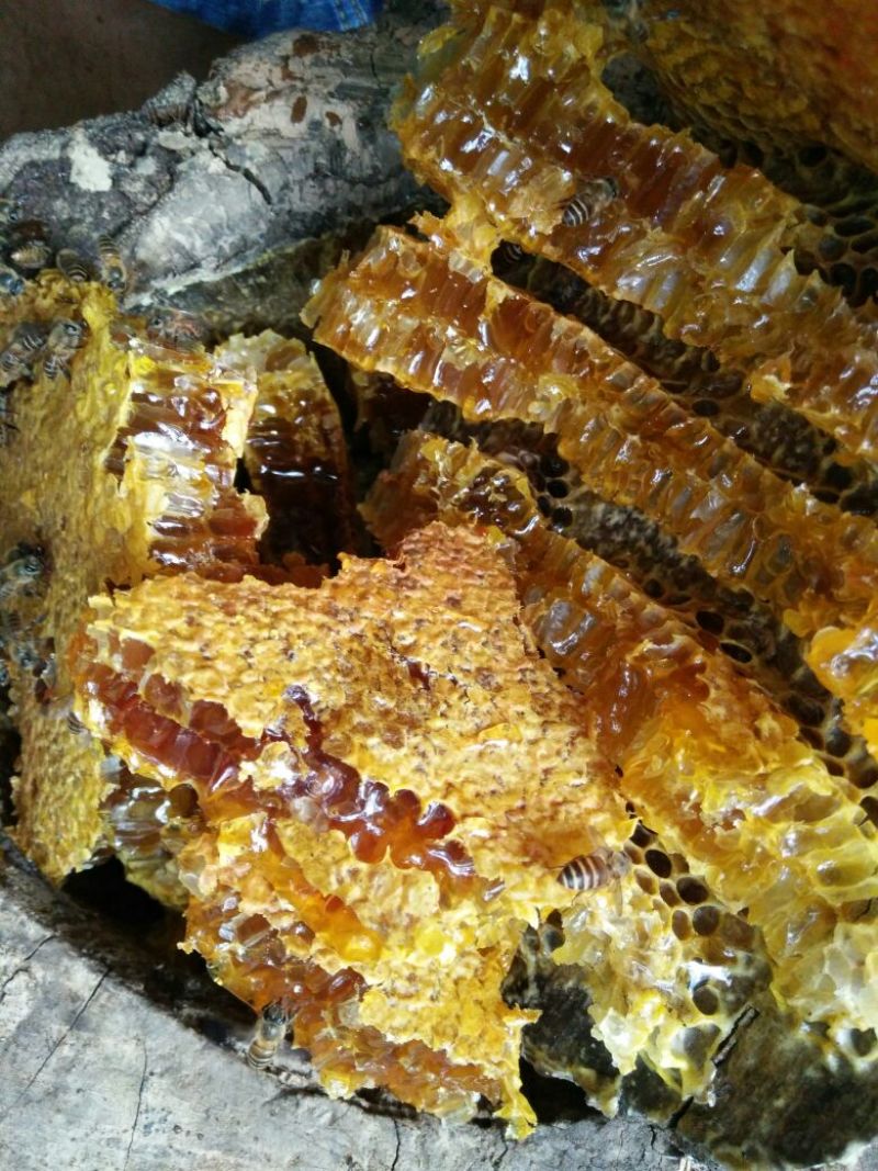 土蜂蜜瑶山里的深山密