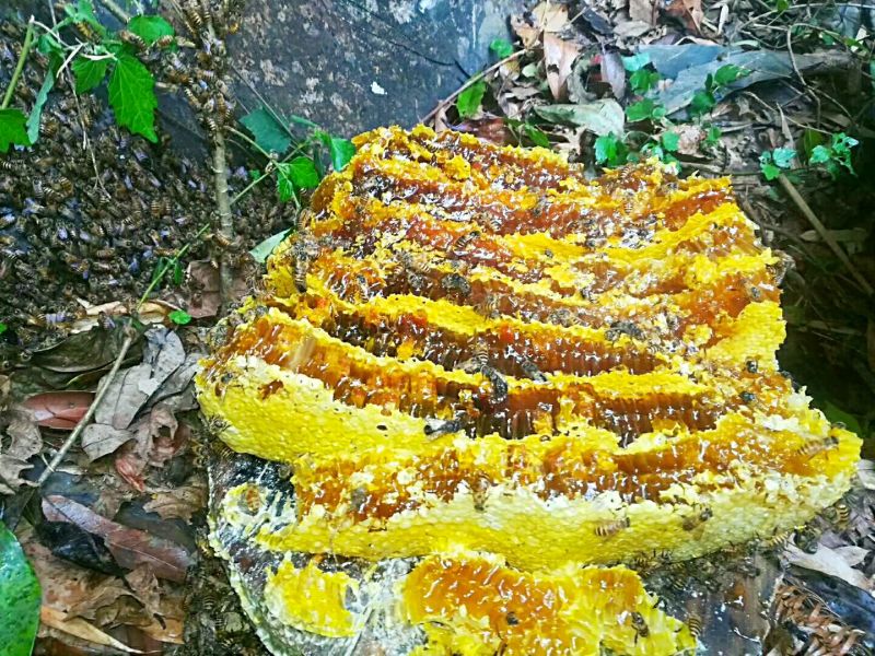 土蜂蜜瑶山里的深山密