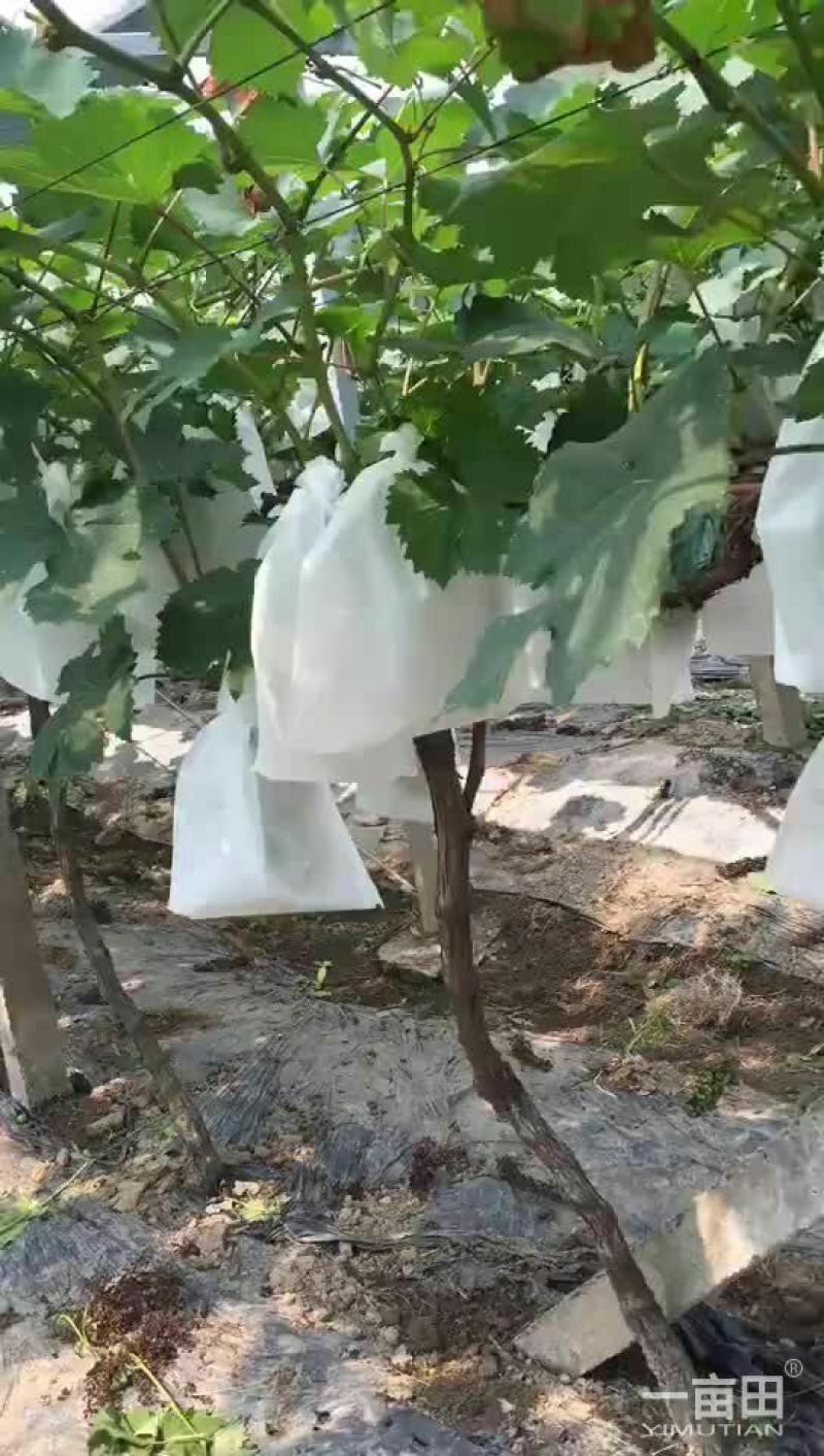 无纺布葡萄袋，无纺布包装袋