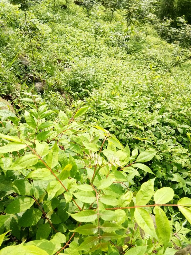 黄柏苗，正宗川黄柏苗保证质量