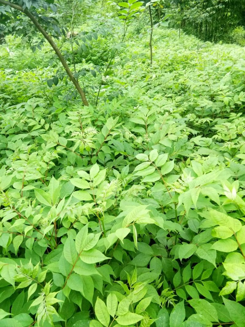 黄柏苗，正宗川黄柏苗保证质量