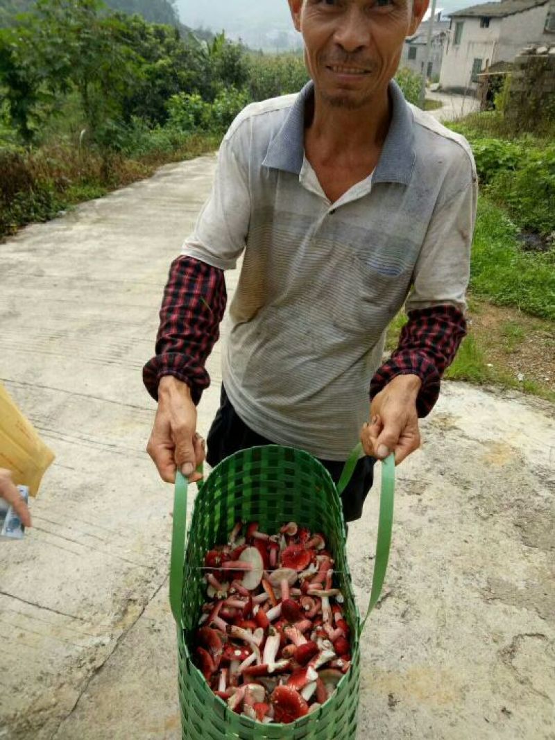 干红菇。有老板需要么？