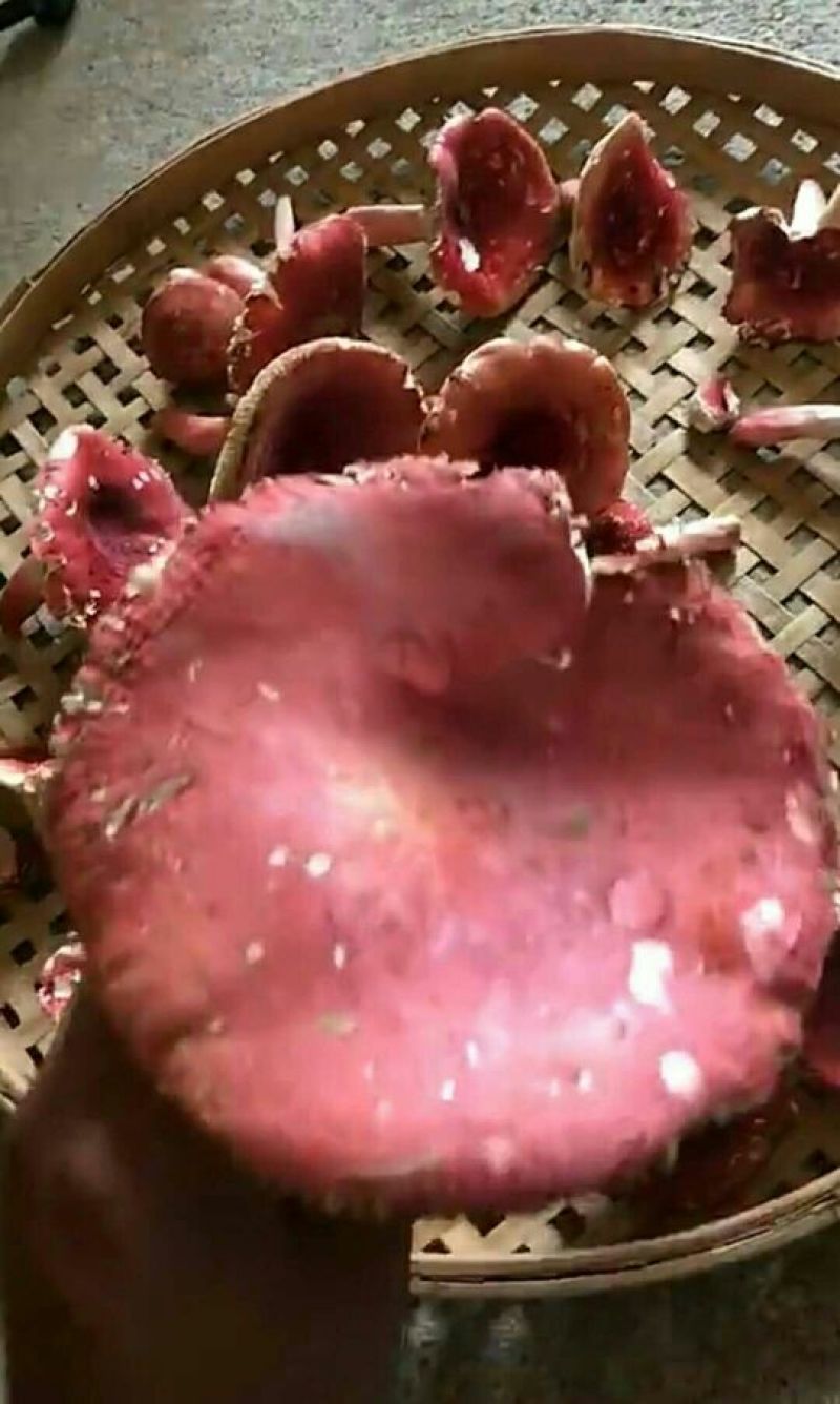 干红菇。有老板需要么？