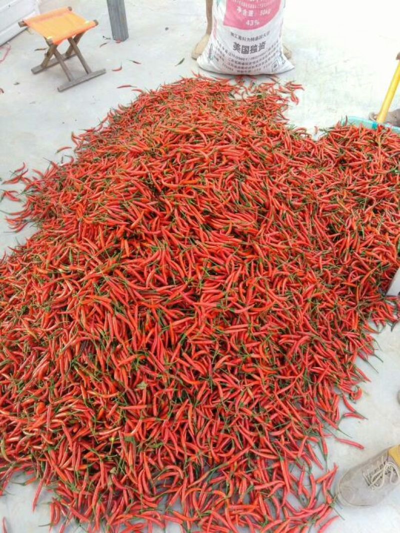 河南线椒大量上市中，货源充足，产地直供，专业代发