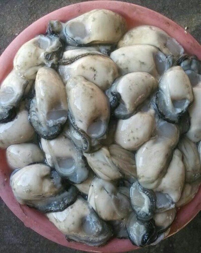 漳州蚝产地生蚝一手货源