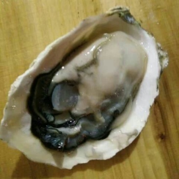 漳州蚝产地生蚝一手货源