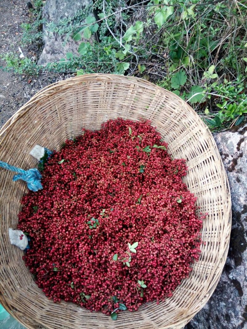 精选汉源花椒贡椒鲜花椒产地直发