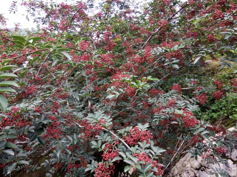 精选汉源花椒贡椒鲜花椒产地直发