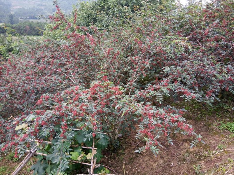 精选汉源花椒贡椒鲜花椒产地直发
