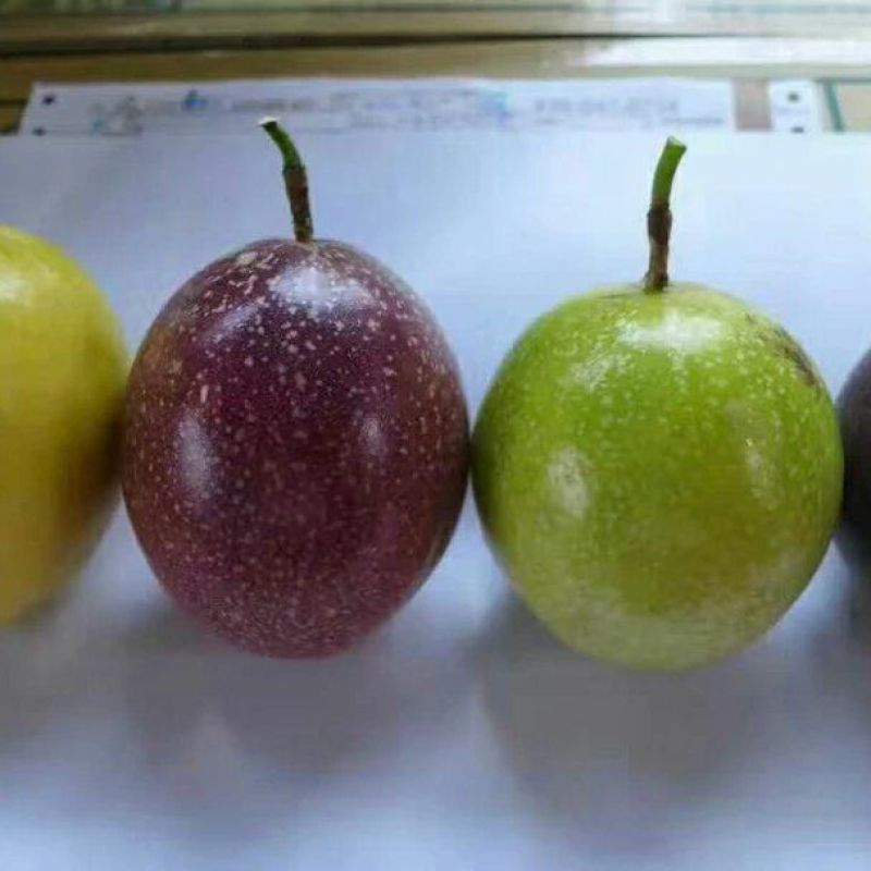 农台一号百香果