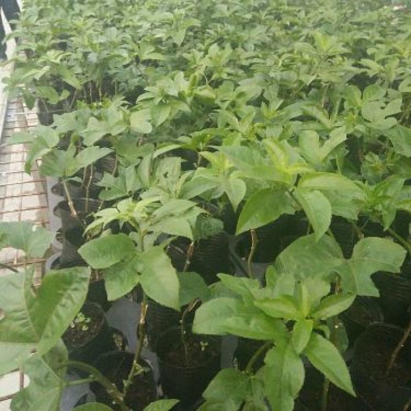农台一号百香果