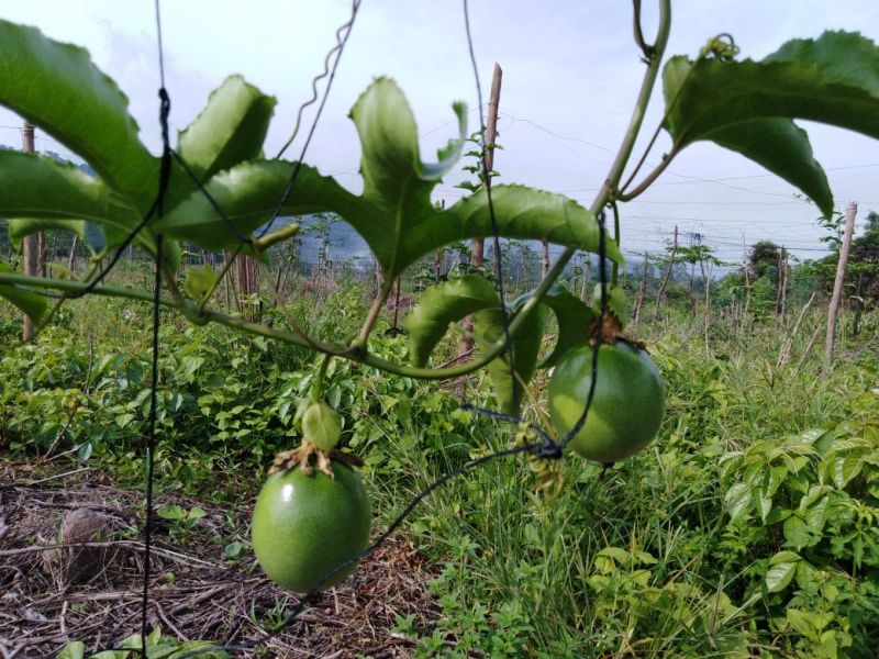 农台一号百香果
