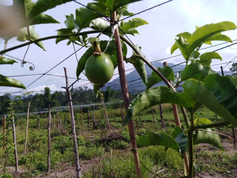 农台一号百香果