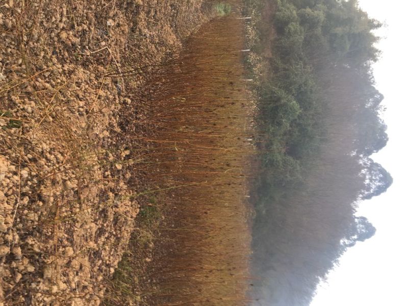 李子苗蜂糖李五月脆江安李茵红李，品种齐全，价优