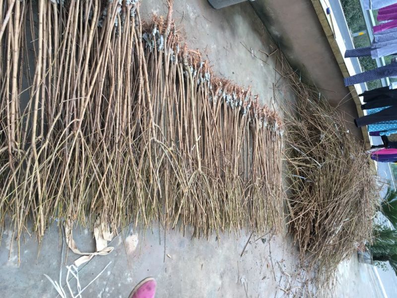 李子苗蜂糖李五月脆江安李茵红李，品种齐全，价优
