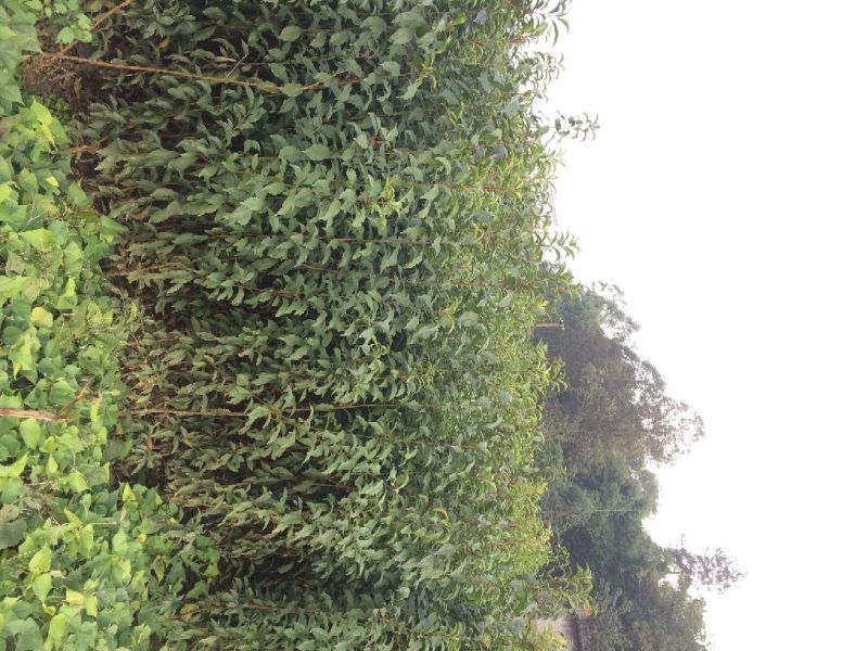 李子苗蜂糖李五月脆江安李茵红李，品种齐全，价优