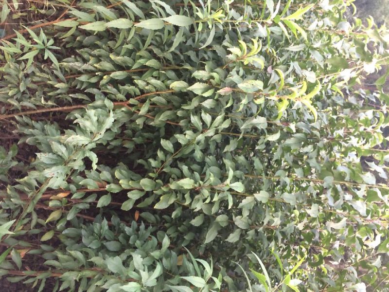 李子苗蜂糖李五月脆江安李茵红李，品种齐全，价优