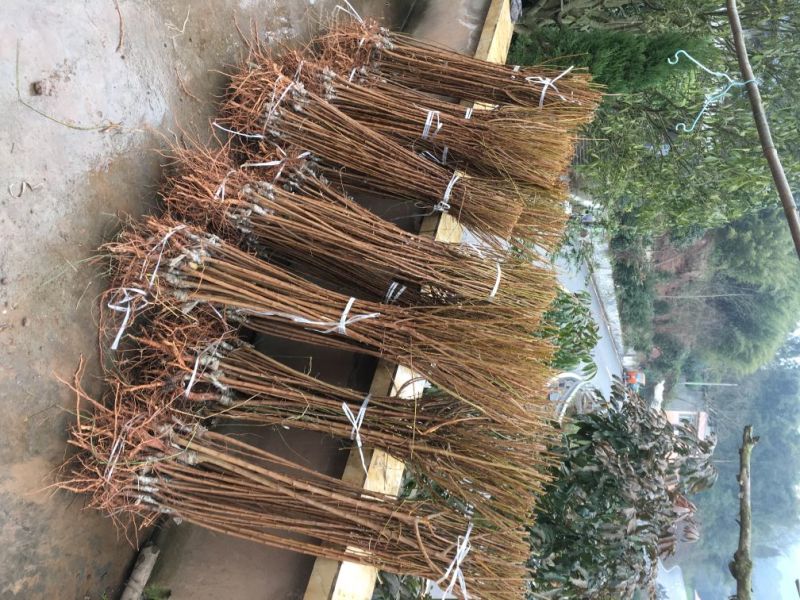 李子苗蜂糖李五月脆江安李茵红李，品种齐全，价优