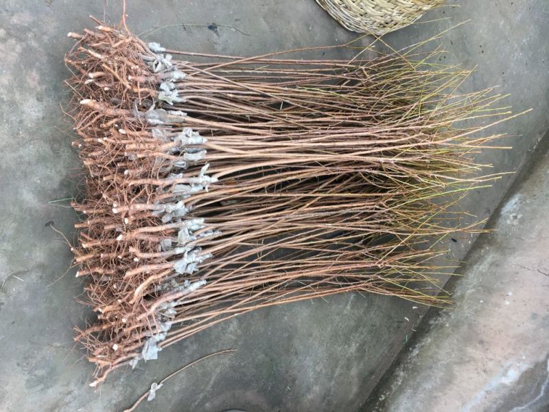 李子苗蜂糖李五月脆江安李茵红李，品种齐全，价优
