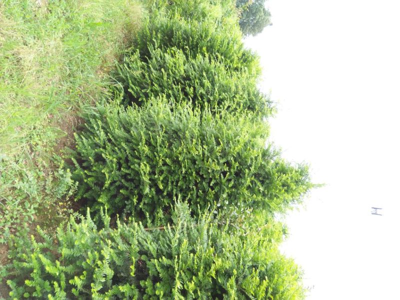 南方红豆杉，曼地亚红豆杉，大小规格齐全，树形优美
