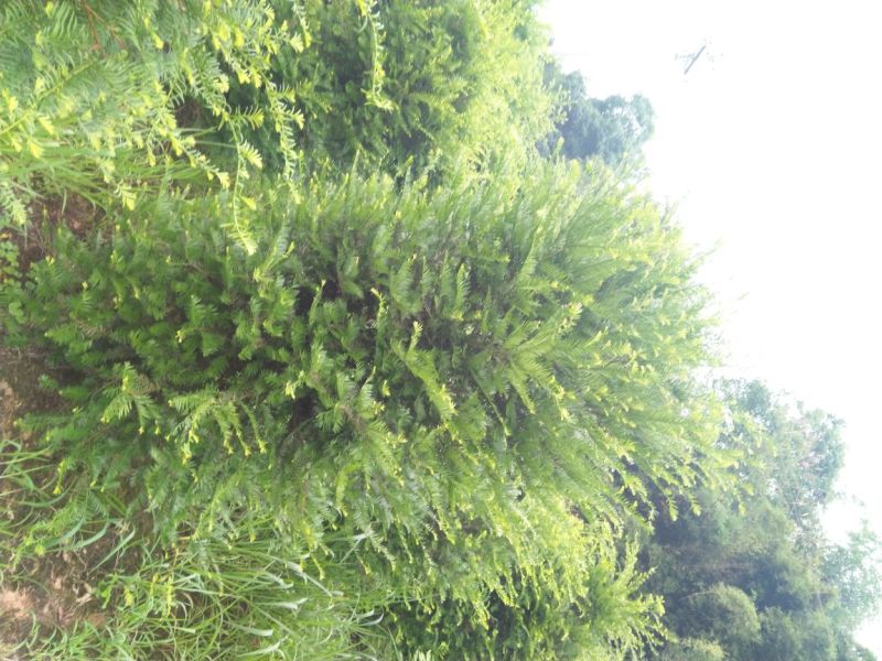 南方红豆杉，曼地亚红豆杉，大小规格齐全，树形优美