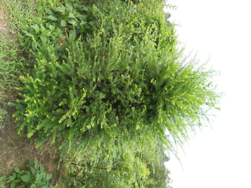 南方红豆杉，曼地亚红豆杉，大小规格齐全，树形优美
