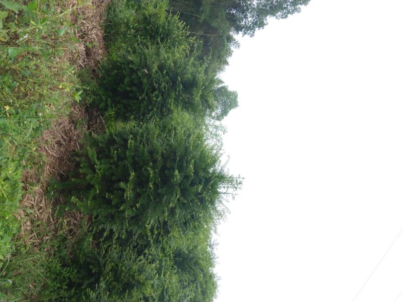 南方红豆杉，曼地亚红豆杉，大小规格齐全，树形优美