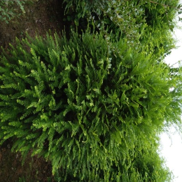 南方红豆杉，曼地亚红豆杉，大小规格齐全，树形优美