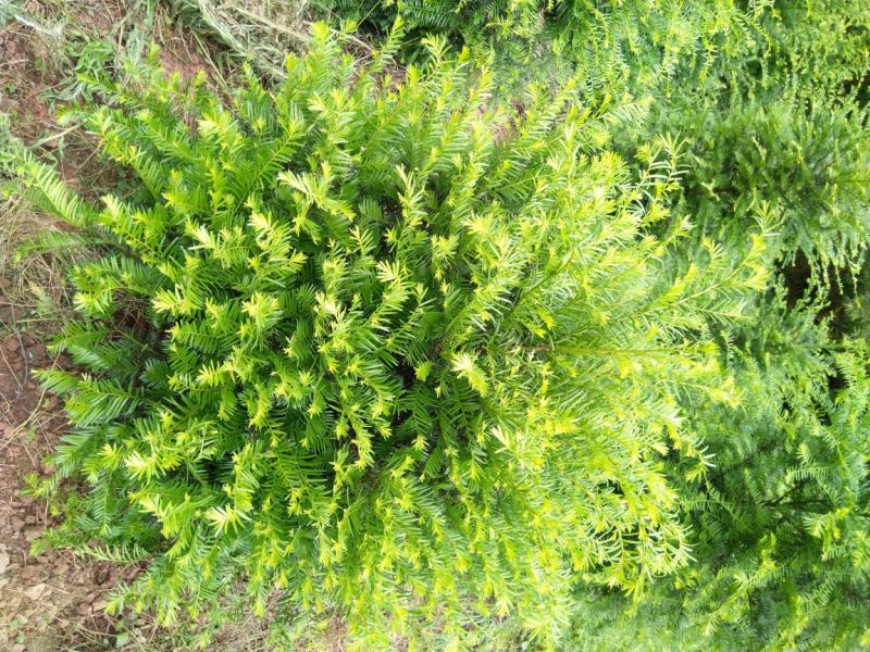 南方红豆杉，曼地亚红豆杉，大小规格齐全，树形优美