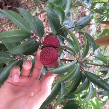 黛绿荔枝苗马贵荔降沙兰妃子笑桂味,眼熟荔枝代表
