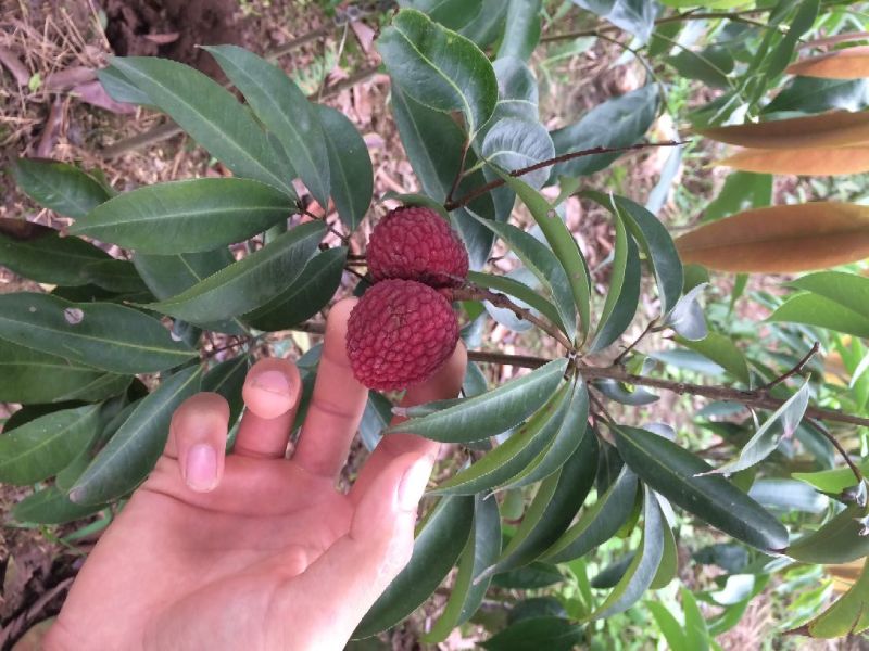 黛绿荔枝苗马贵荔降沙兰妃子笑桂味，眼熟荔枝代表