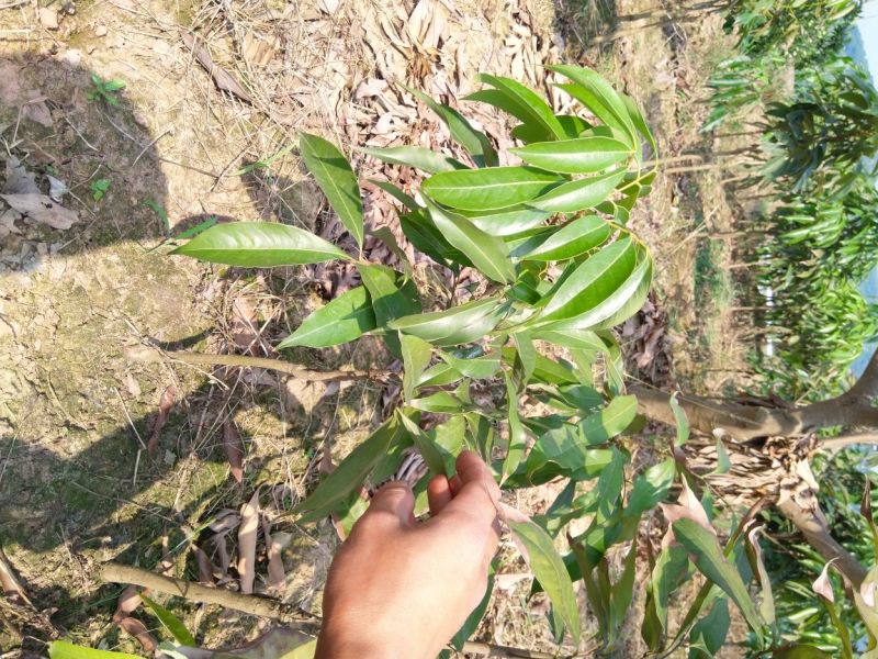 黛绿荔枝苗马贵荔降沙兰妃子笑桂味，眼熟荔枝代表
