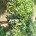 黛绿荔枝苗马贵荔降沙兰妃子笑桂味,眼熟荔枝代表