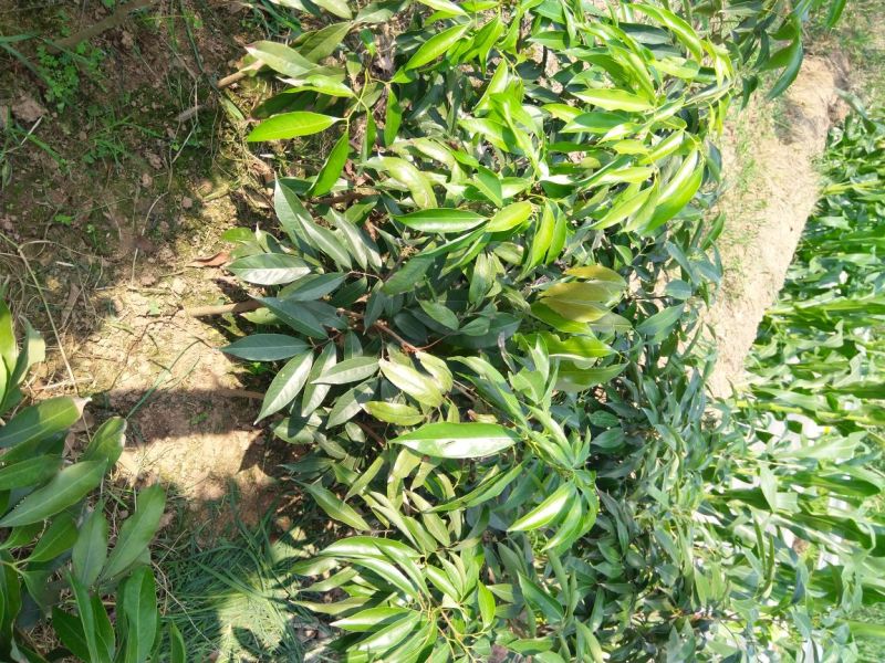 黛绿荔枝苗马贵荔降沙兰妃子笑桂味，眼熟荔枝代表