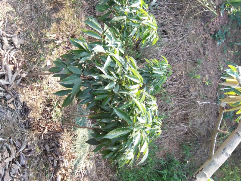黛绿荔枝苗马贵荔降沙兰妃子笑桂味，眼熟荔枝代表