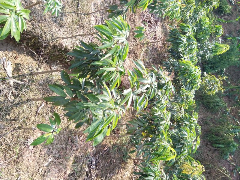 黛绿荔枝苗马贵荔降沙兰妃子笑桂味，眼熟荔枝代表