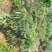 黛绿荔枝苗马贵荔降沙兰妃子笑桂味,眼熟荔枝代表