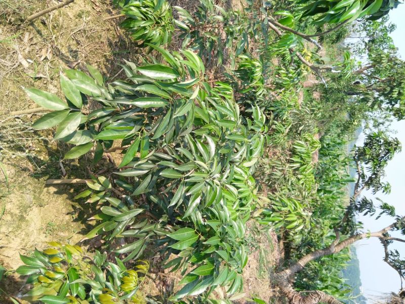 黛绿荔枝苗马贵荔降沙兰妃子笑桂味，眼熟荔枝代表