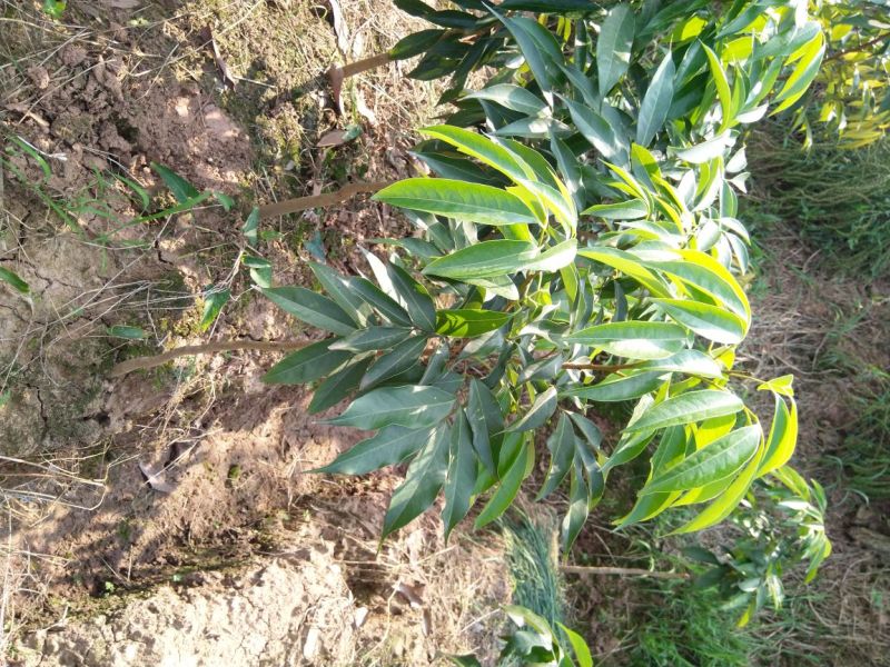 黛绿荔枝苗马贵荔降沙兰妃子笑桂味，眼熟荔枝代表