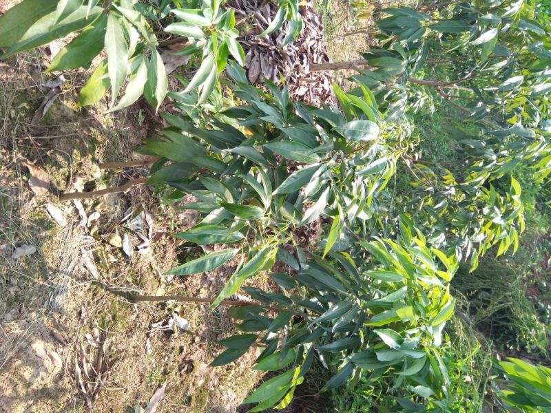 黛绿荔枝苗马贵荔降沙兰妃子笑桂味，眼熟荔枝代表