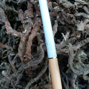 大量出售石昌蒲20吨现货