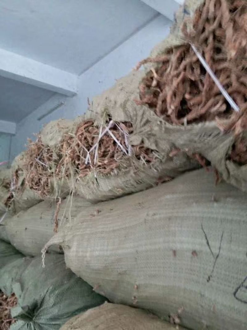 大量出售石昌蒲20吨现货