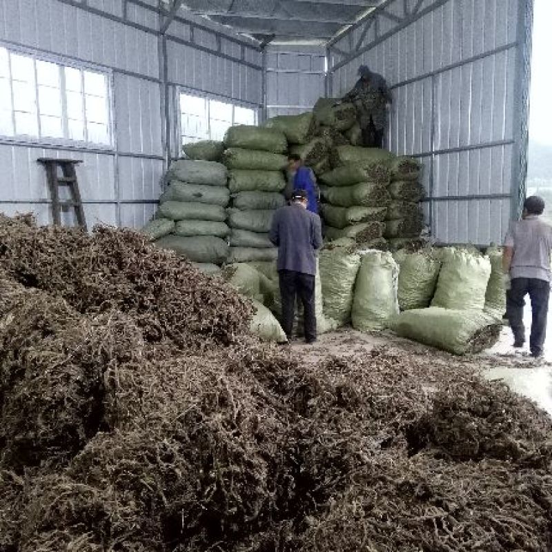 大量出售石昌蒲20吨现货