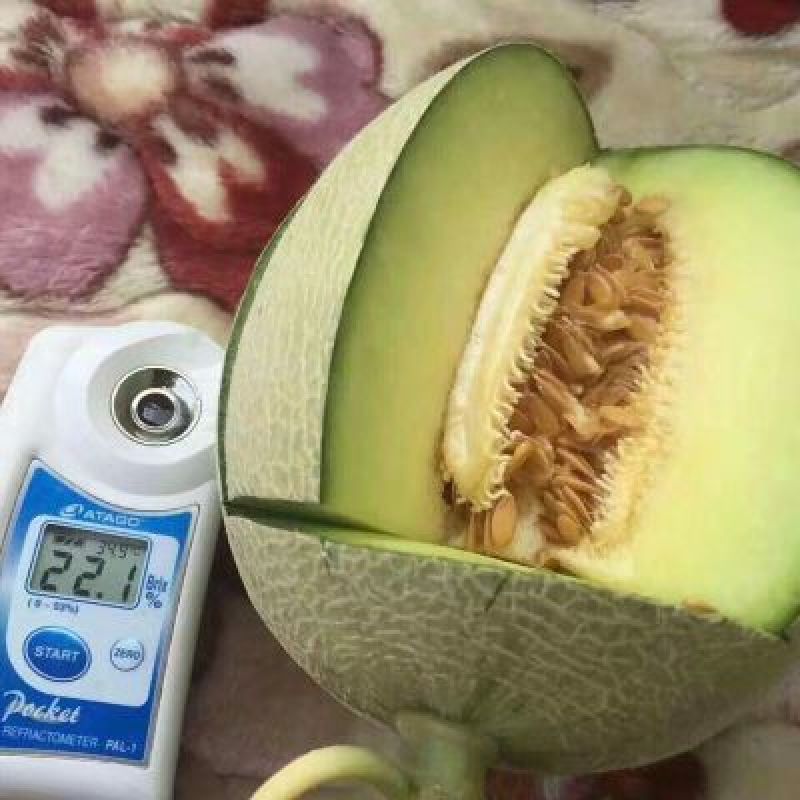 山东网纹瓜市场合作整车代发电商微商团购代发