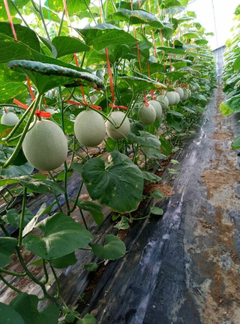 山东网纹瓜市场合作整车代发电商微商团购代发